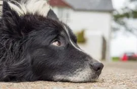 Home Pet Euthanasia - Older Dog laying down in a peaceful setting.