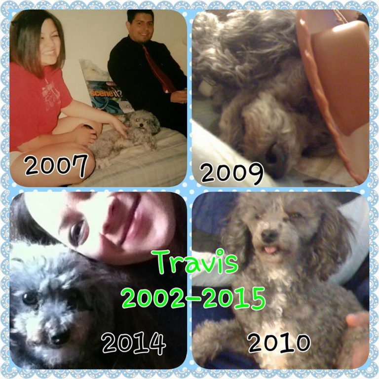 San Antonio Home Pet Euthanasia Pet Loss at Home