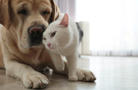 A cat snuggling with an aging dog as he waits for the vet
