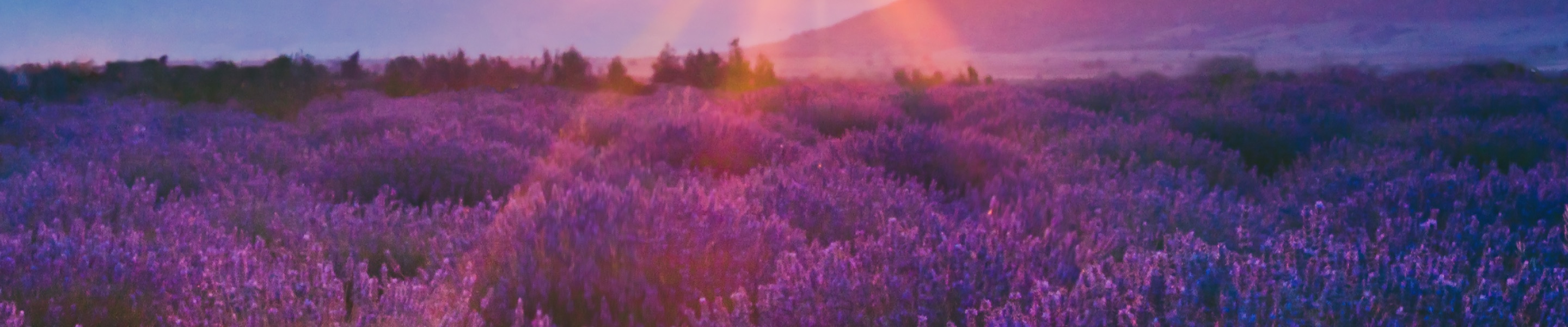 Sunset over a field of purple flowers