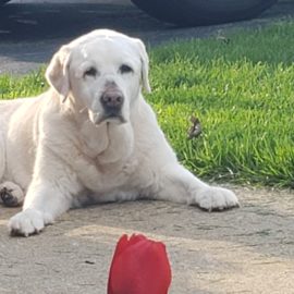 Lilly dog euthanasia Chicago