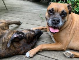Bailey Dog euthanasia put down at home Chicago