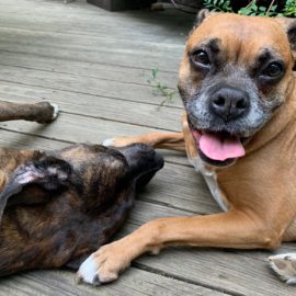 Bailey Dog euthanasia put down at home Chicago