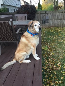 Bogey Dog euthanasia put down at home Chicago