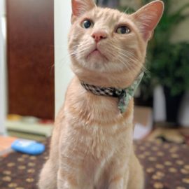 Orange cat euthanasia put down at home Chicago