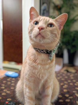 Orange cat euthanasia put down at home Chicago