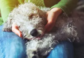 put to sleep