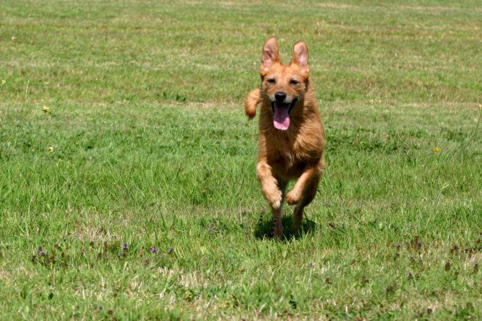 at home euthanasia