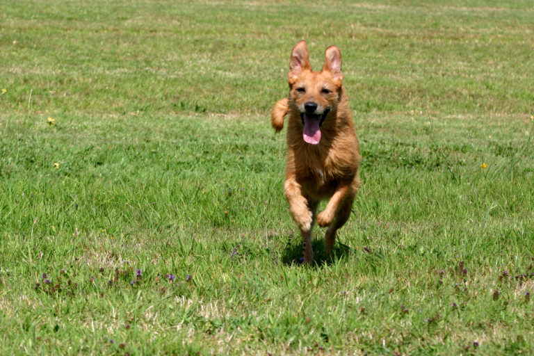 at home euthanasia