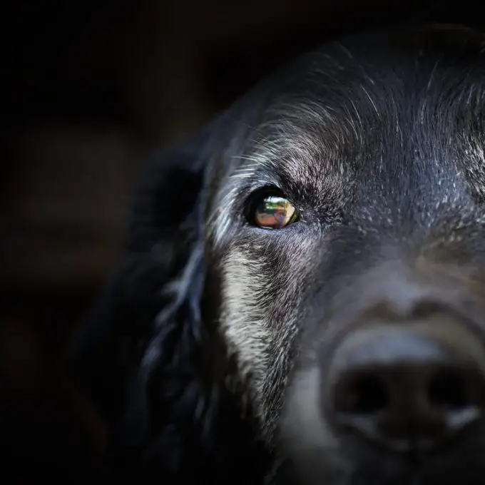 pet euthanasia, dying, dog, cat, pet adoption,
