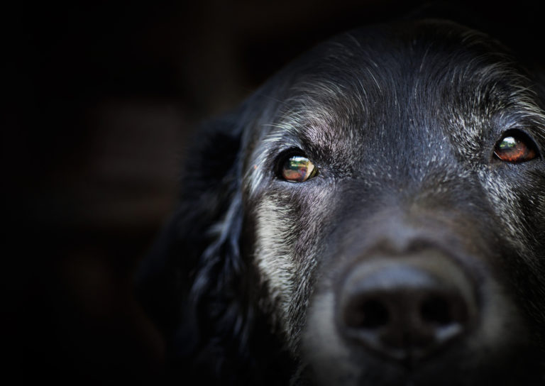 pet euthanasia, dying, dog, cat, pet adoption,