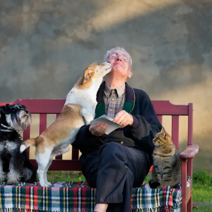dementia, pets, dog, cat, canine, cognitive