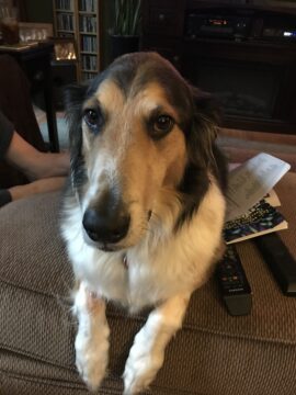 Buddy